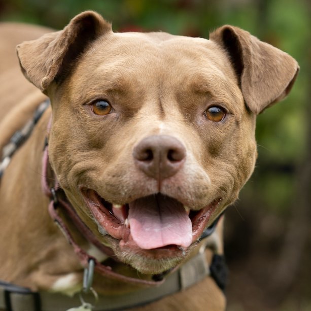 April, an adoptable Pit Bull Terrier in San Jose, CA, 95150 | Photo Image 1
