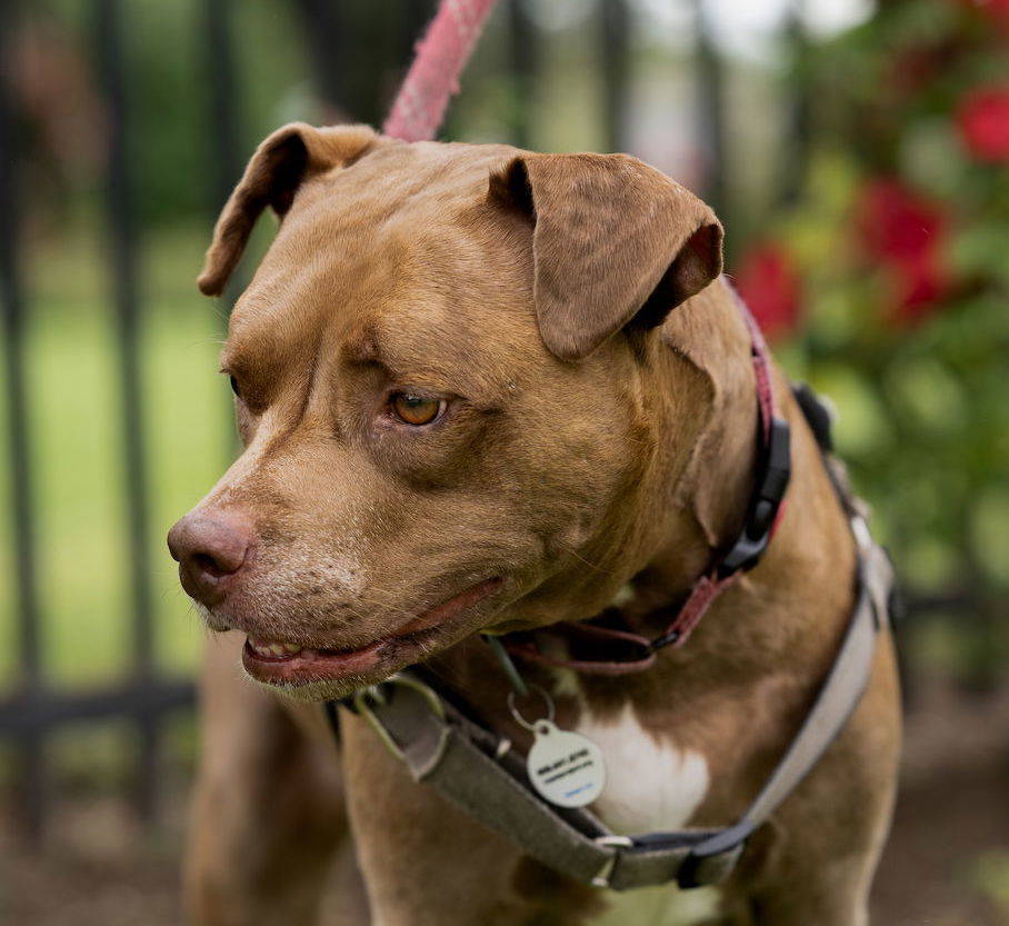 April, an adoptable Pit Bull Terrier in San Jose, CA, 95150 | Photo Image 1