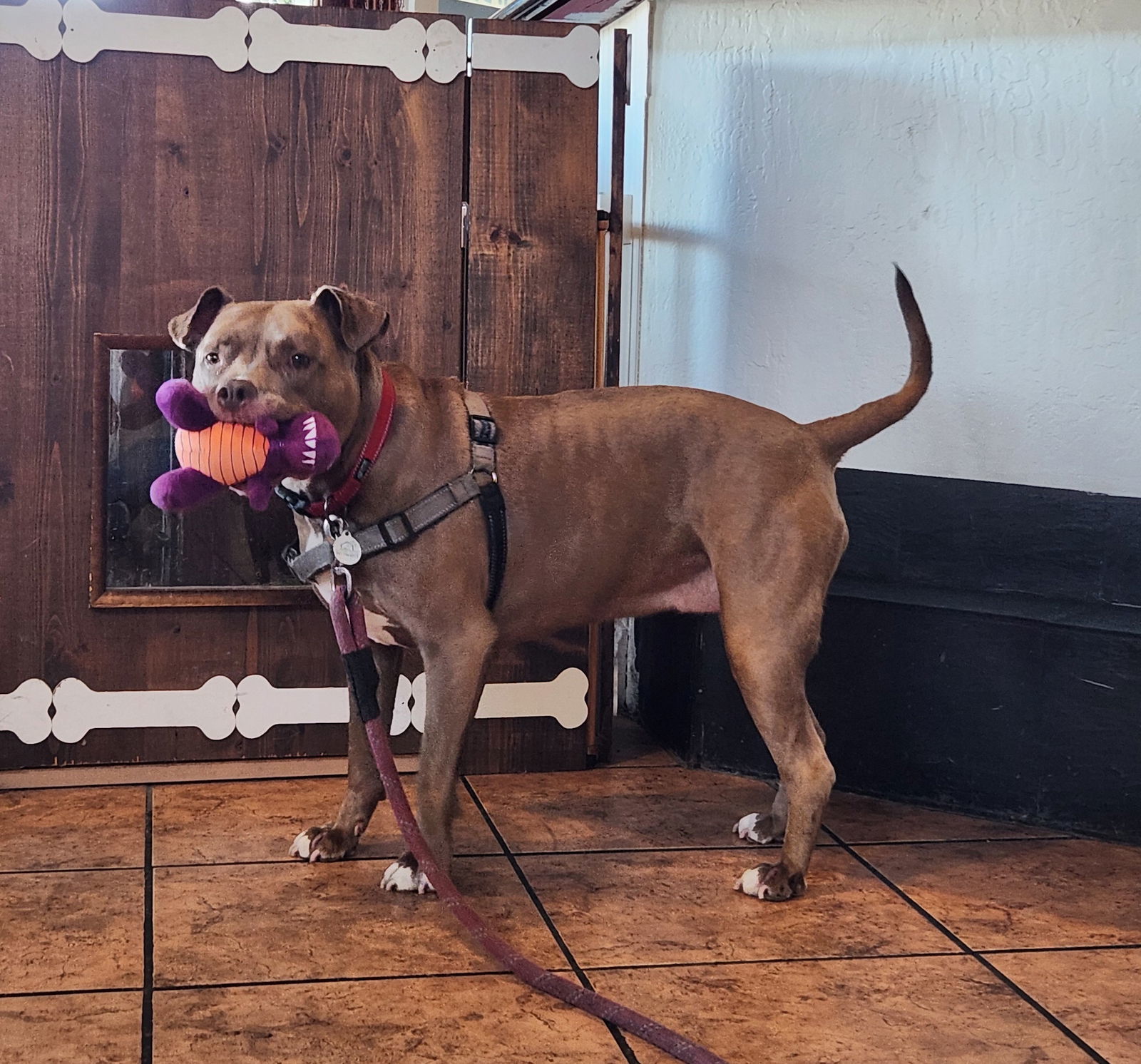 April, an adoptable Pit Bull Terrier in San Jose, CA, 95150 | Photo Image 2