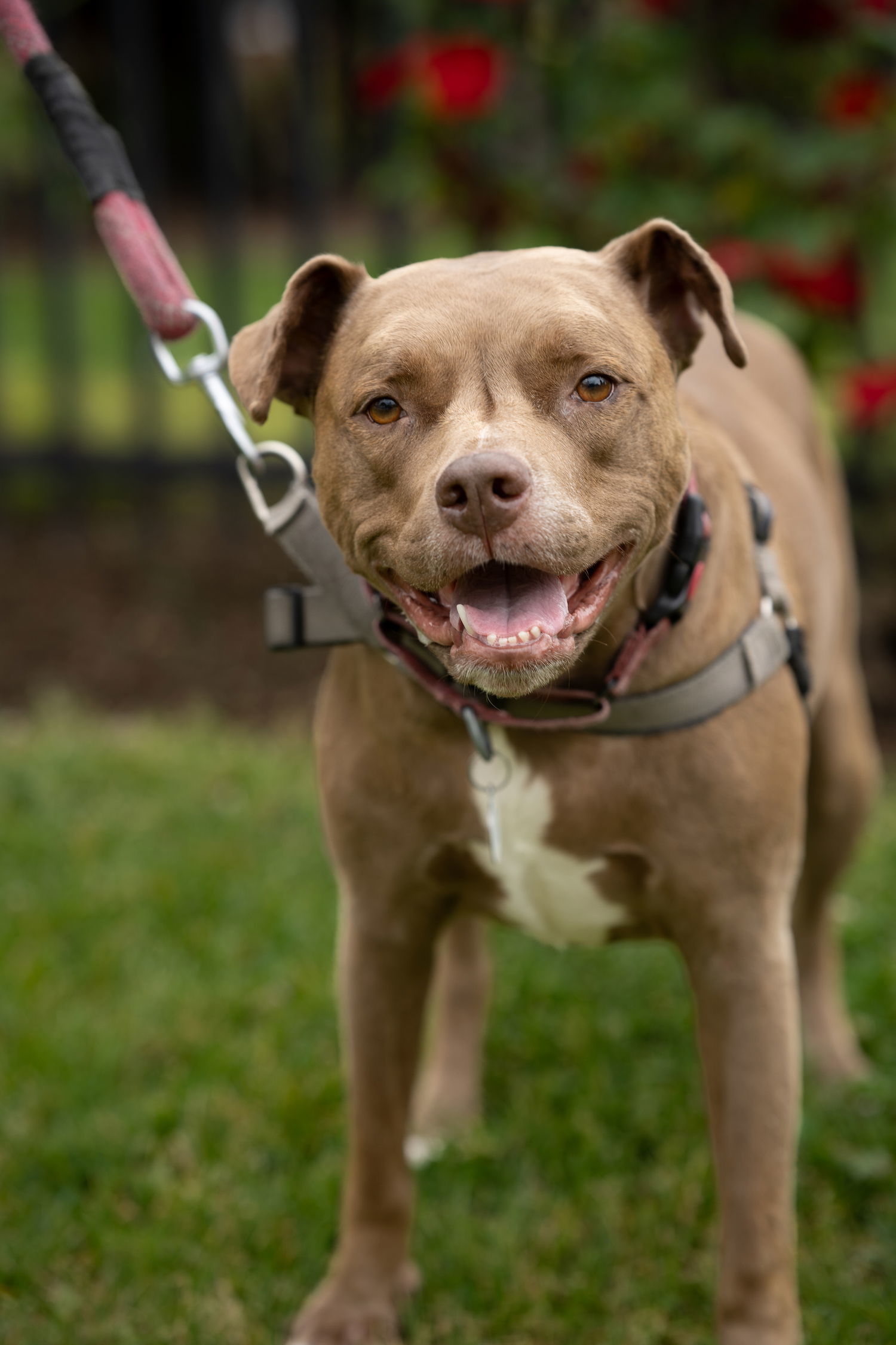 April, an adoptable Pit Bull Terrier in San Jose, CA, 95150 | Photo Image 3