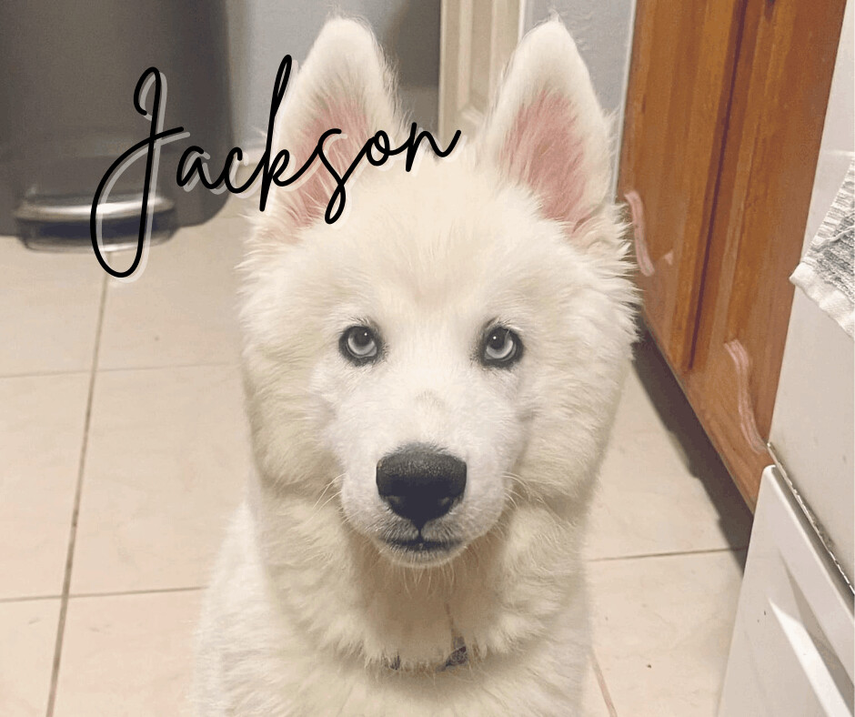 Jackson