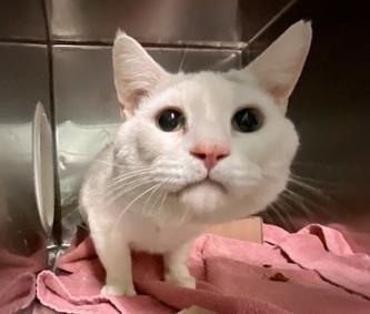 Loki White Cat, an adoptable Domestic Short Hair in New York, NY_image-1