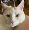 Loki White Cat