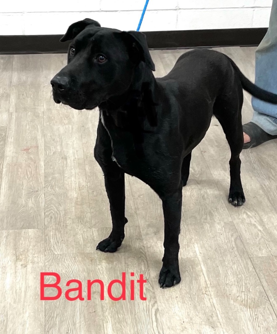 Bandit