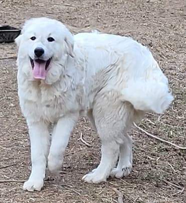 Sebastien, an adoptable Great Pyrenees in Mouth of Wilson, VA, 24363 | Photo Image 1