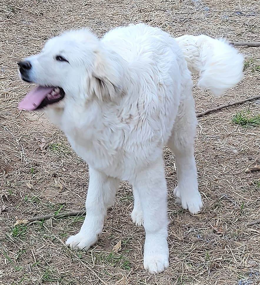 Sebastien, an adoptable Great Pyrenees in Mouth of Wilson, VA, 24363 | Photo Image 2