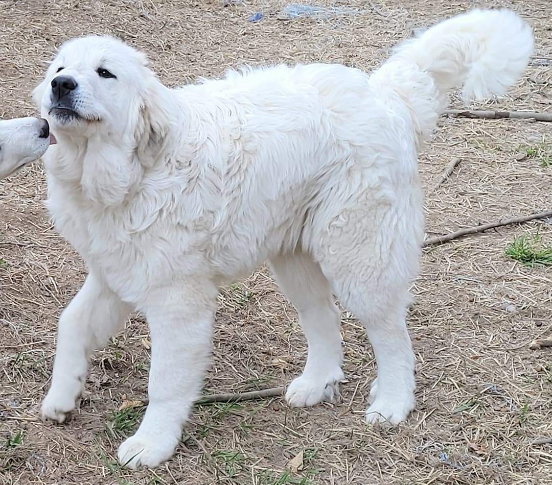 Sebastien, an adoptable Great Pyrenees in Mouth of Wilson, VA, 24363 | Photo Image 3