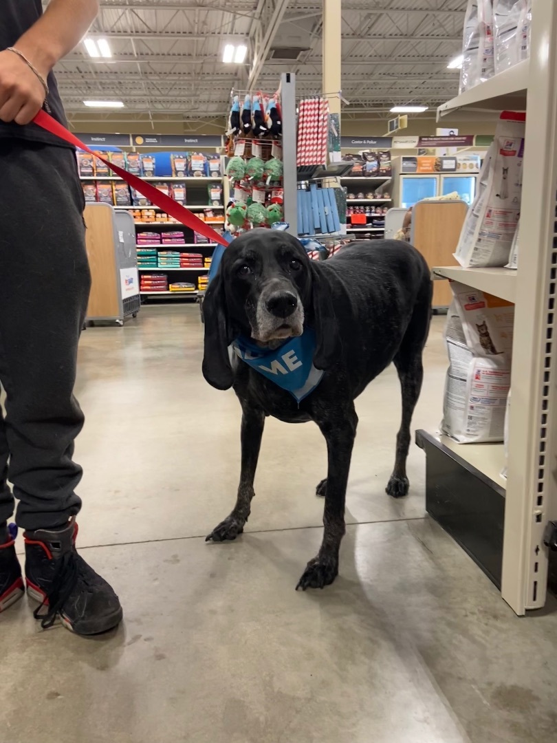 Daisy, an adoptable Bluetick Coonhound in Zimmerman, MN, 55398 | Photo Image 2