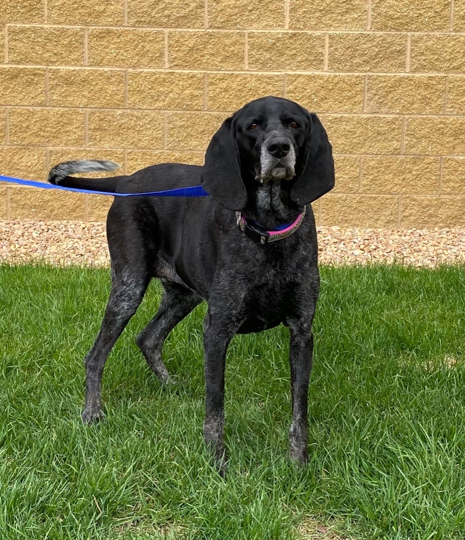 Daisy, an adoptable Bluetick Coonhound in Zimmerman, MN, 55398 | Photo Image 1