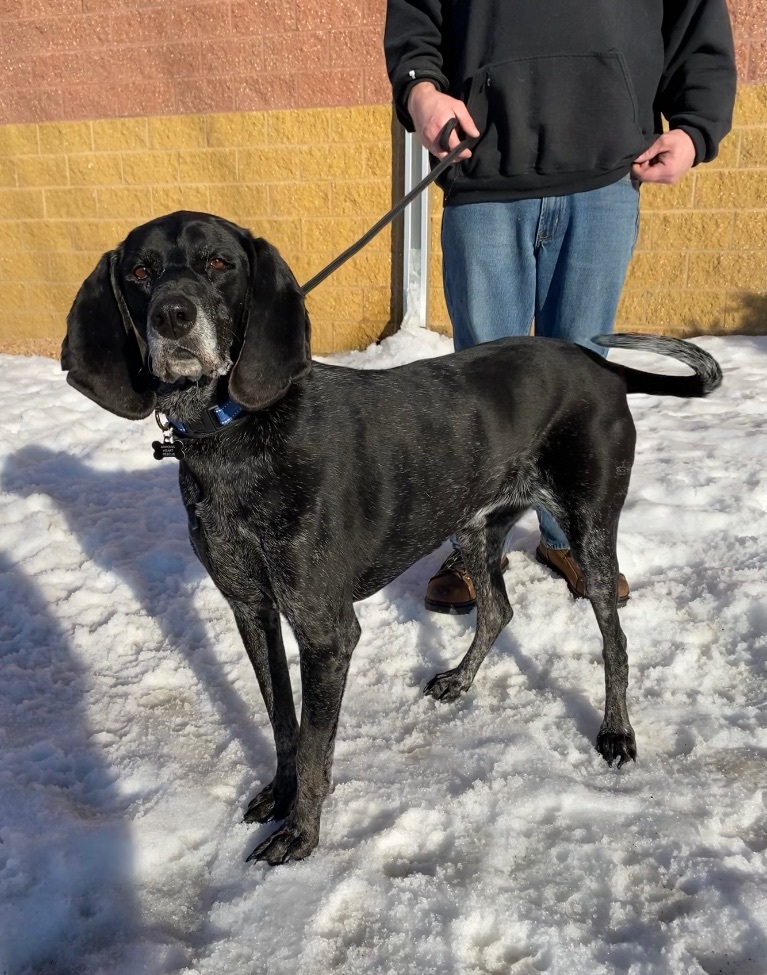 Daisy, an adoptable Bluetick Coonhound in Zimmerman, MN, 55398 | Photo Image 4