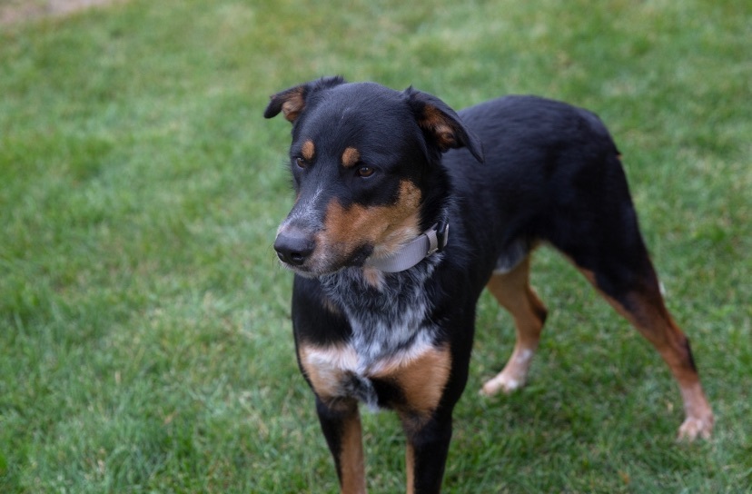 Tucker Man, an adoptable Shepherd, Labrador Retriever in Zimmerman, MN, 55398 | Photo Image 5