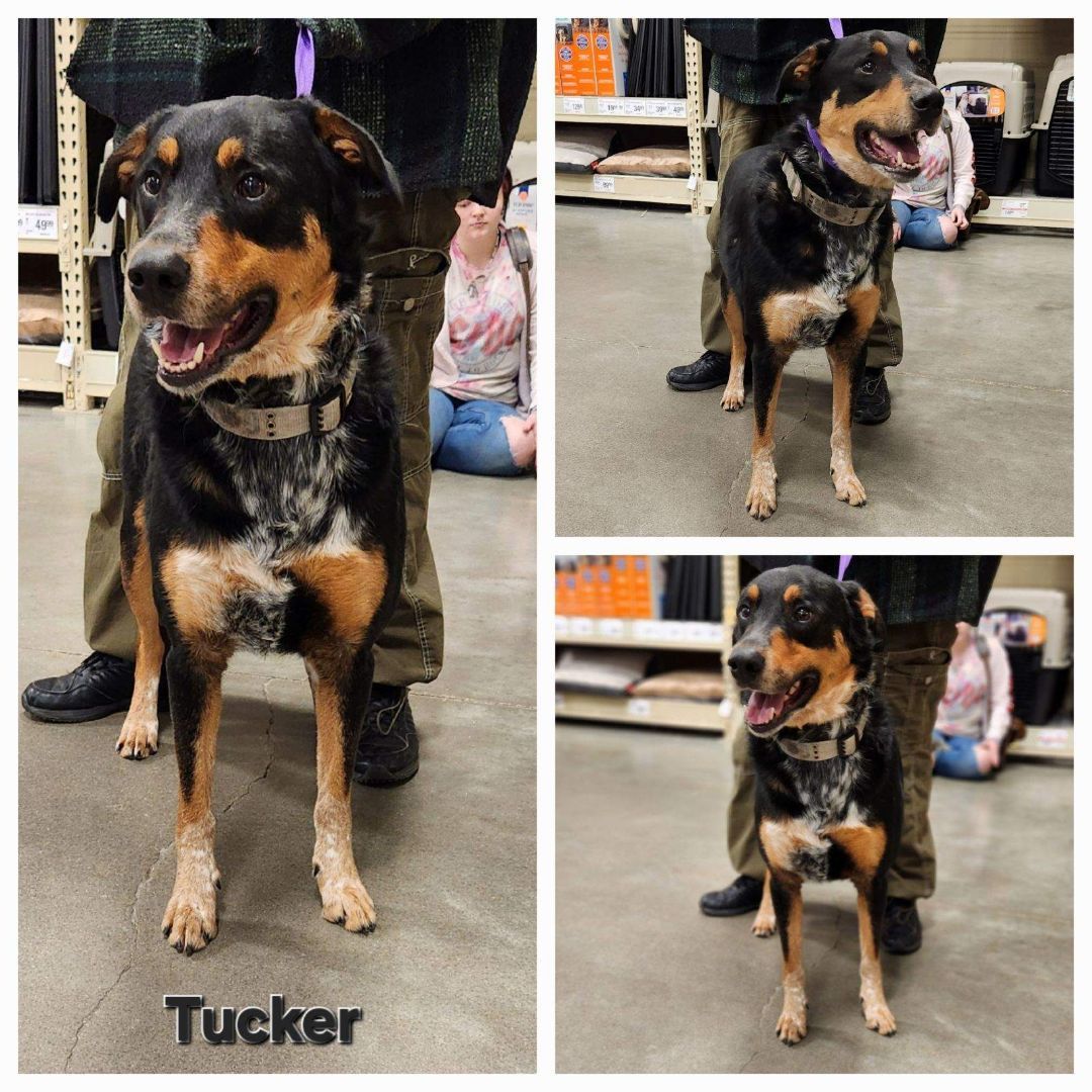 Tucker Man, an adoptable Shepherd, Labrador Retriever in Zimmerman, MN, 55398 | Photo Image 1