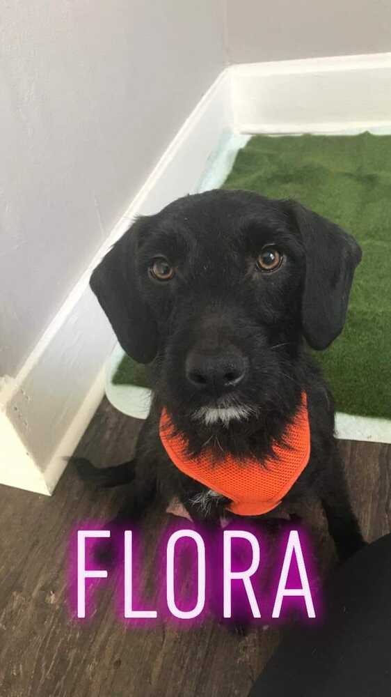 Flora - No Longer Accepting Applications