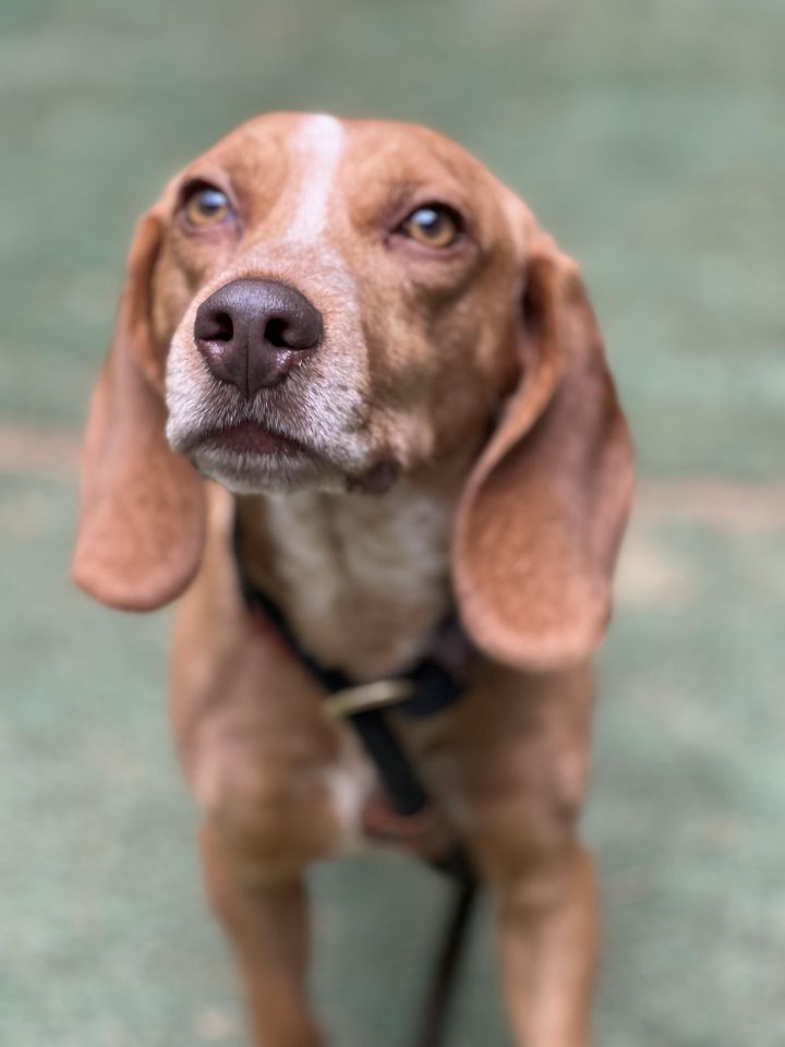 Red, an adoptable Beagle in Cumming, GA_image-3