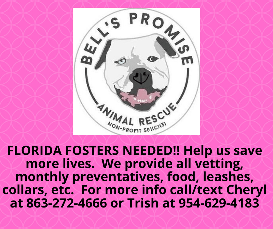 Any, an adoptable American Bulldog, Terrier in Lakeland, FL, 33809 | Photo Image 1