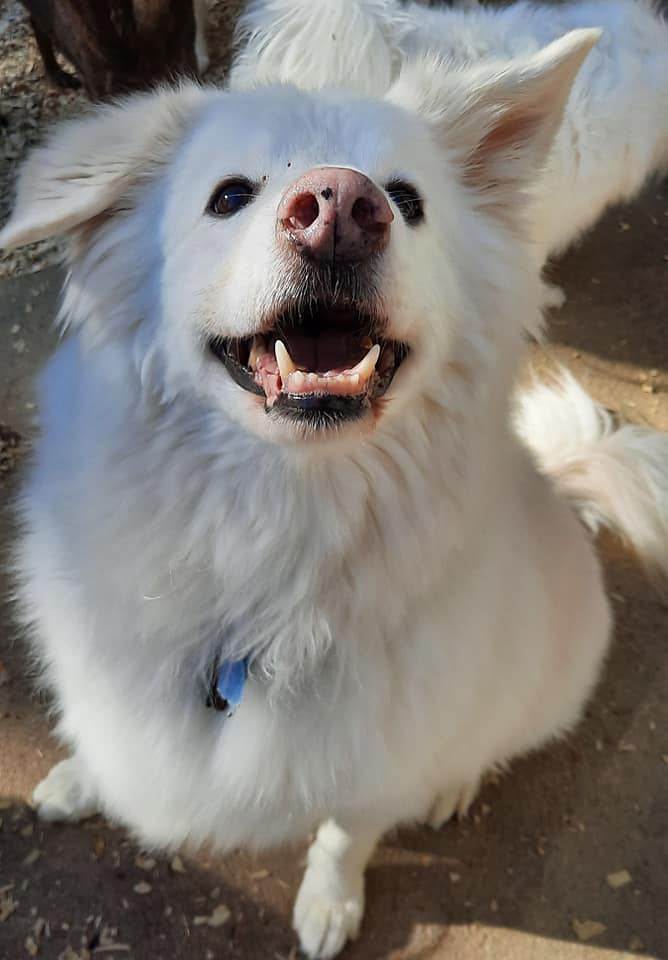 american eskimo chow mix