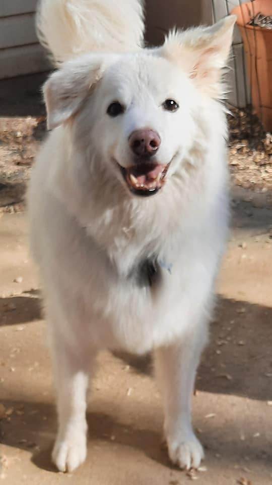 Samoyed cross hot sale labrador