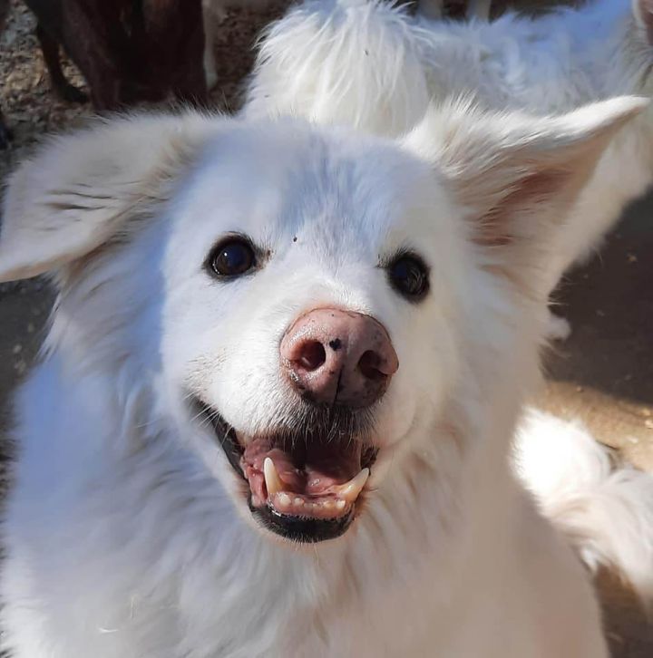 Samoyed best sale eskimo dog