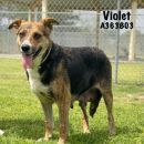 VIOLET's profile on Petfinder.com
