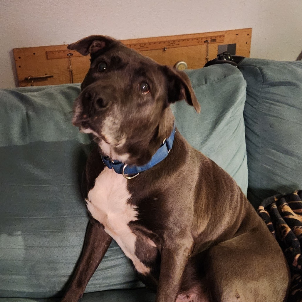 Beluga, an adoptable Labrador Retriever, American Staffordshire Terrier in Houston, TX, 77095 | Photo Image 1