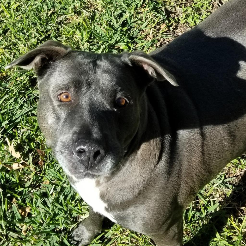 Beluga, an adoptable Labrador Retriever, American Staffordshire Terrier in Houston, TX, 77095 | Photo Image 2
