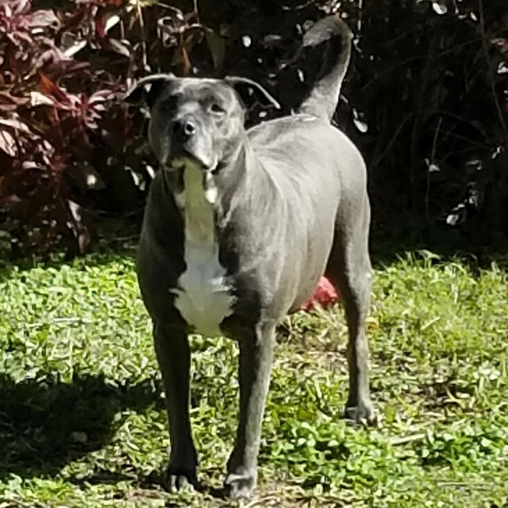 Beluga, an adoptable Labrador Retriever, American Staffordshire Terrier in Houston, TX, 77095 | Photo Image 3