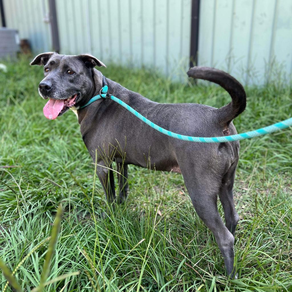 Beluga, an adoptable Labrador Retriever, American Staffordshire Terrier in Houston, TX, 77095 | Photo Image 4