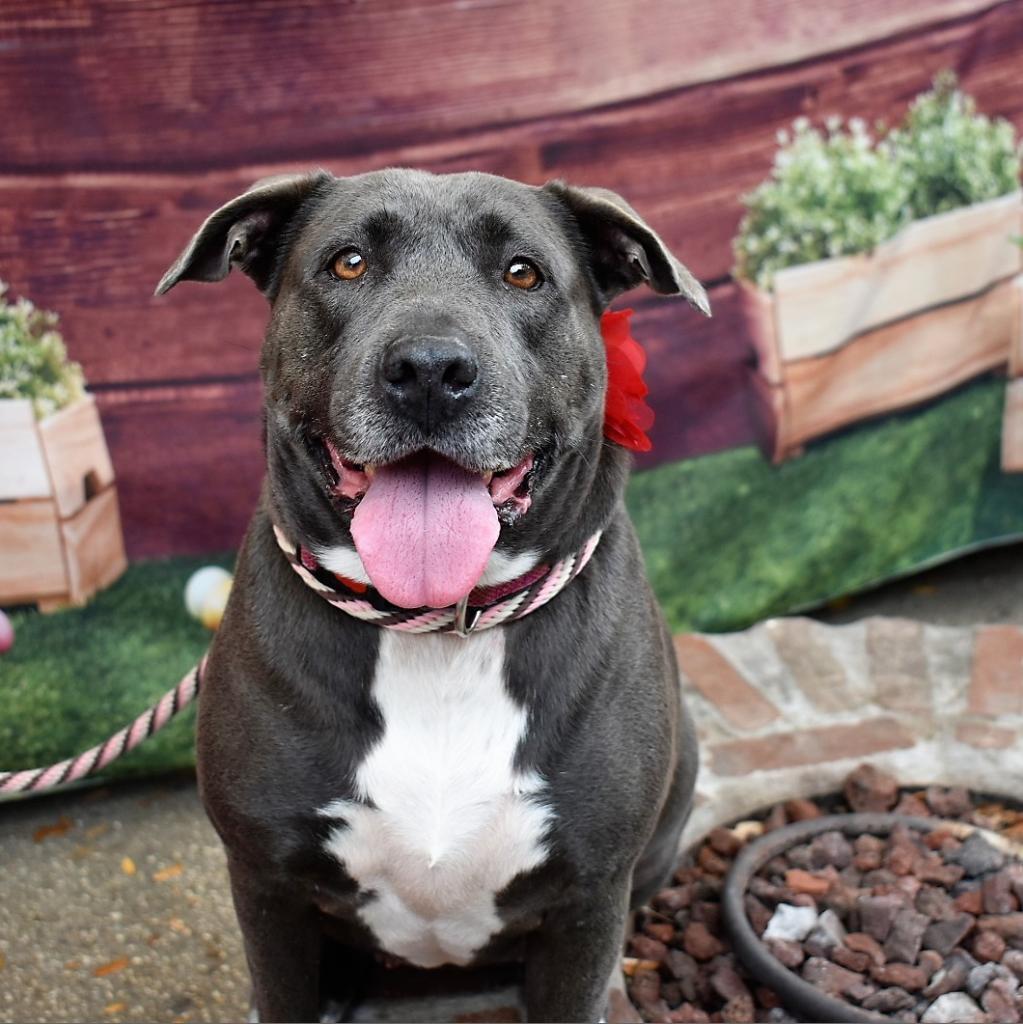 Beluga, an adoptable Labrador Retriever, American Staffordshire Terrier in Houston, TX, 77095 | Photo Image 5