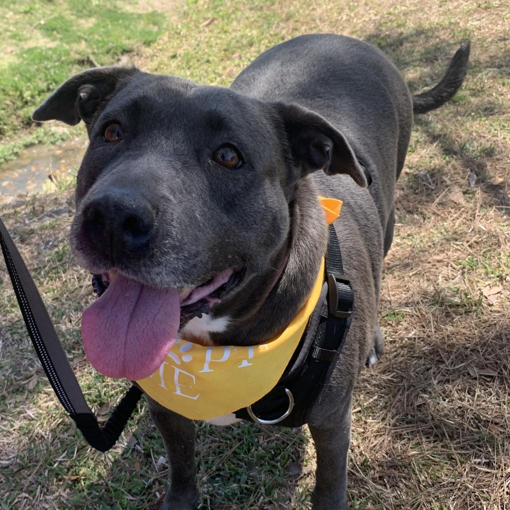 Beluga, an adoptable Labrador Retriever, American Staffordshire Terrier in Houston, TX, 77095 | Photo Image 6
