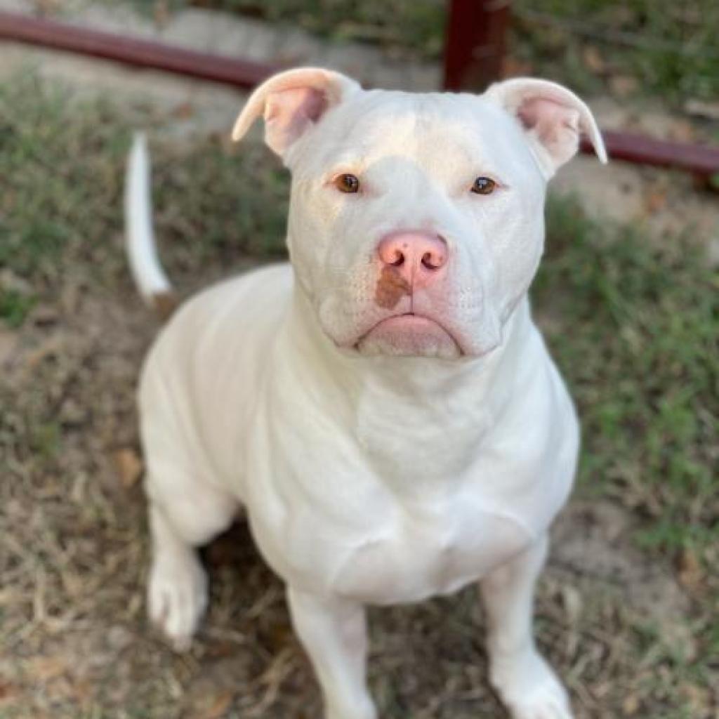 Fitzgerald, an adoptable American Staffordshire Terrier in Houston, TX, 77095 | Photo Image 2