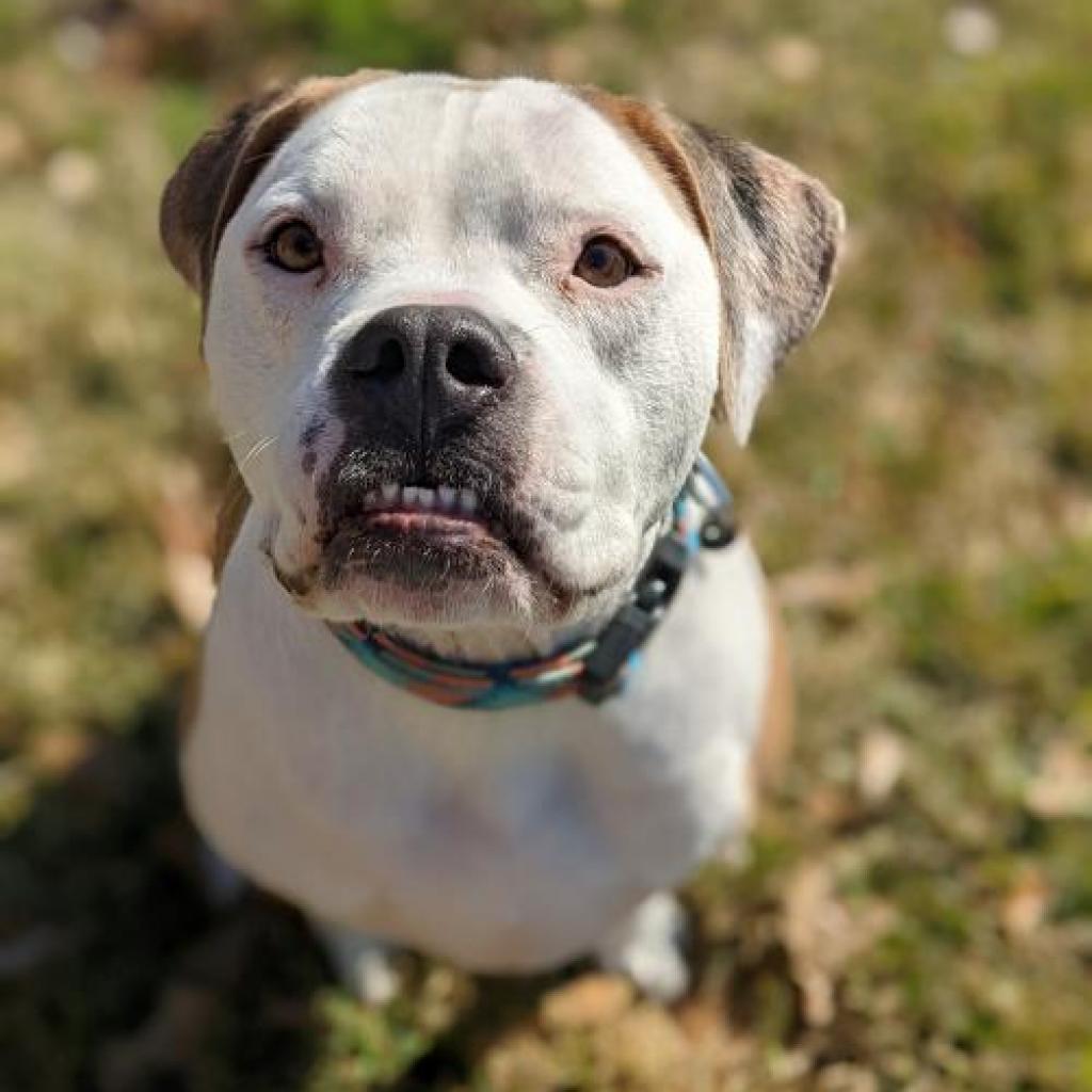 Rocco, an adoptable American Bulldog in Houston, TX, 77095 | Photo Image 1