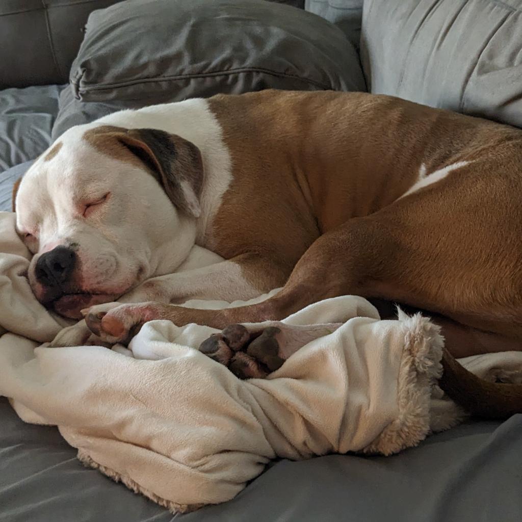 Rocco, an adoptable American Bulldog in Houston, TX, 77095 | Photo Image 2