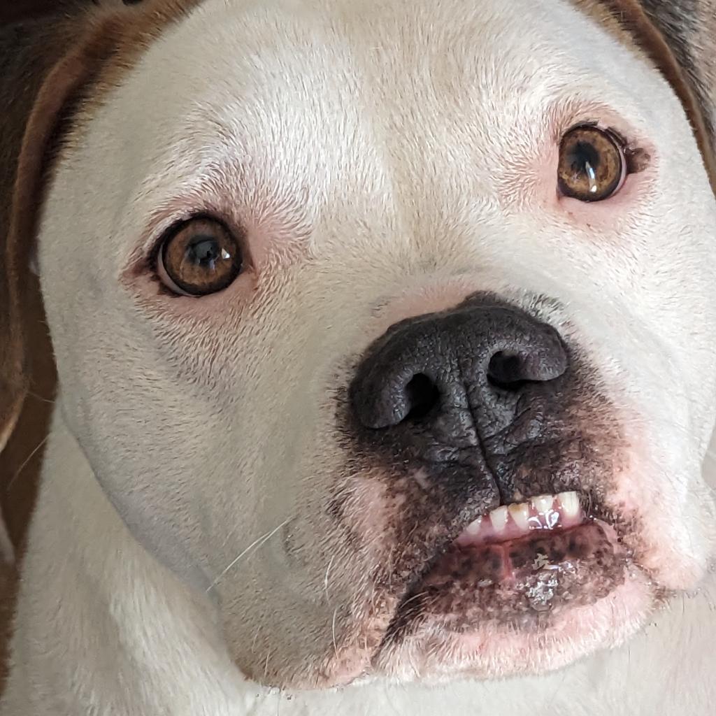 Rocco, an adoptable American Bulldog in Houston, TX, 77095 | Photo Image 3