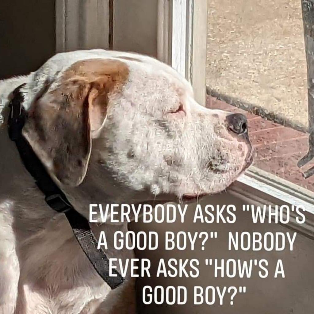 Rocco, an adoptable American Bulldog in Houston, TX, 77095 | Photo Image 4