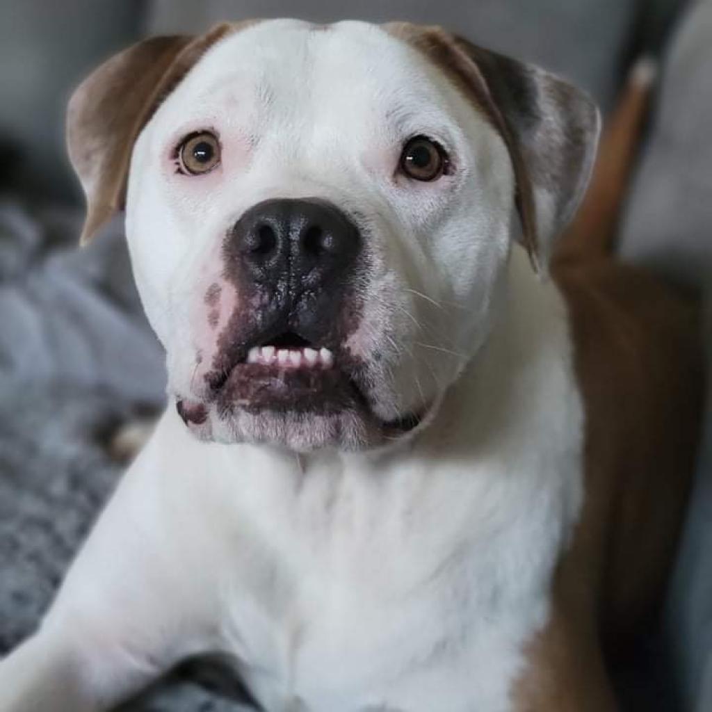 Rocco, an adoptable American Bulldog in Houston, TX, 77095 | Photo Image 5
