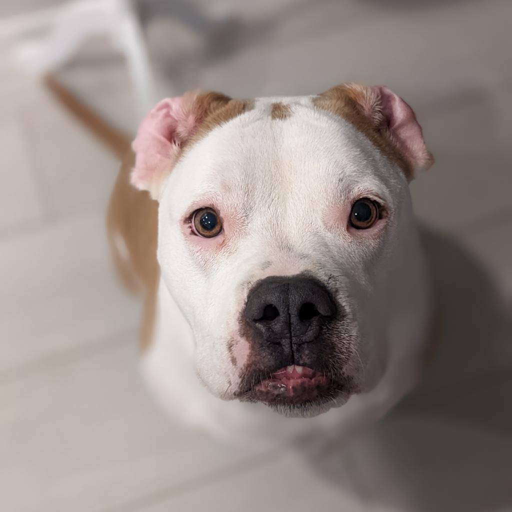 Rocco, an adoptable American Bulldog in Houston, TX, 77095 | Photo Image 6