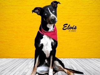 Elvis