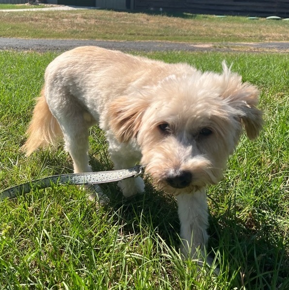 Bear , an adopted Wheaten Terrier in Houston, TX_image-2