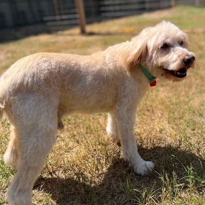 Bear , an adopted Wheaten Terrier in Houston, TX_image-3