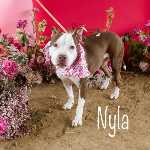 Nyla