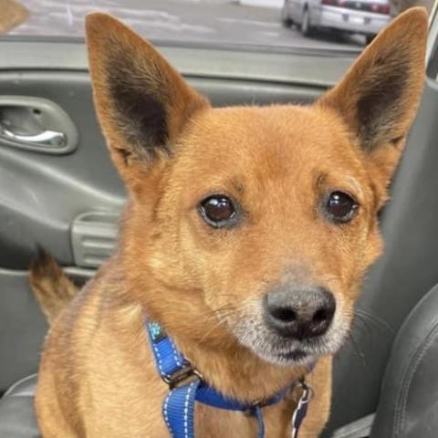 Electron, an adoptable Mixed Breed in Benton City, WA, 99320 | Photo Image 1