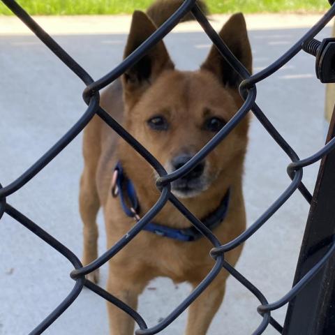 Electron, an adoptable Mixed Breed in Benton City, WA, 99320 | Photo Image 2