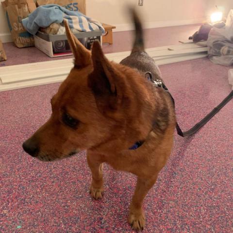 Electron, an adoptable Mixed Breed in Benton City, WA, 99320 | Photo Image 3