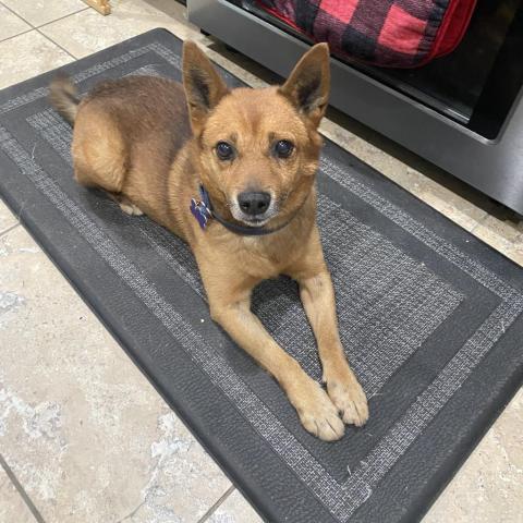 Electron, an adoptable Mixed Breed in Benton City, WA, 99320 | Photo Image 4