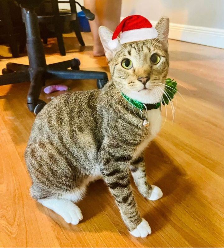 Lola, an adoptable Tabby in Boston, MA, 02128 | Photo Image 1