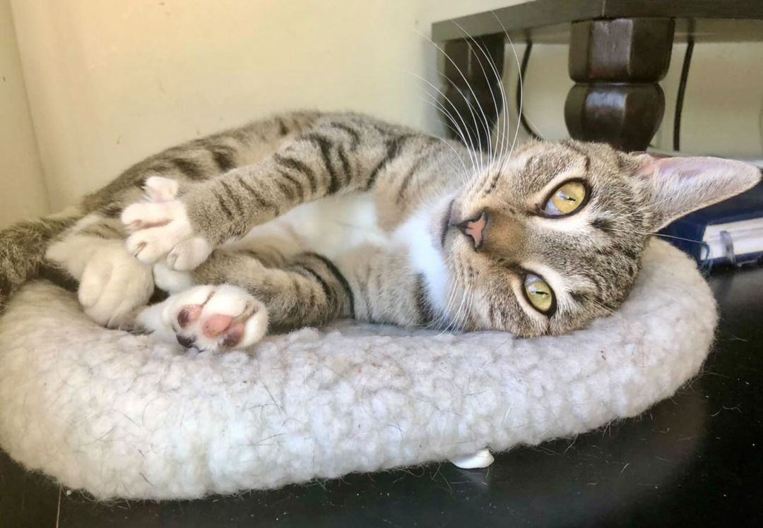 Lola, an adoptable Tabby in Boston, MA, 02128 | Photo Image 4