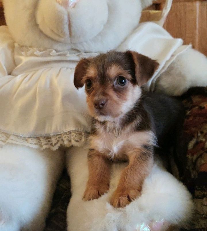Faline, an adopted Yorkshire Terrier & Chihuahua Mix in Spring, TX_image-1