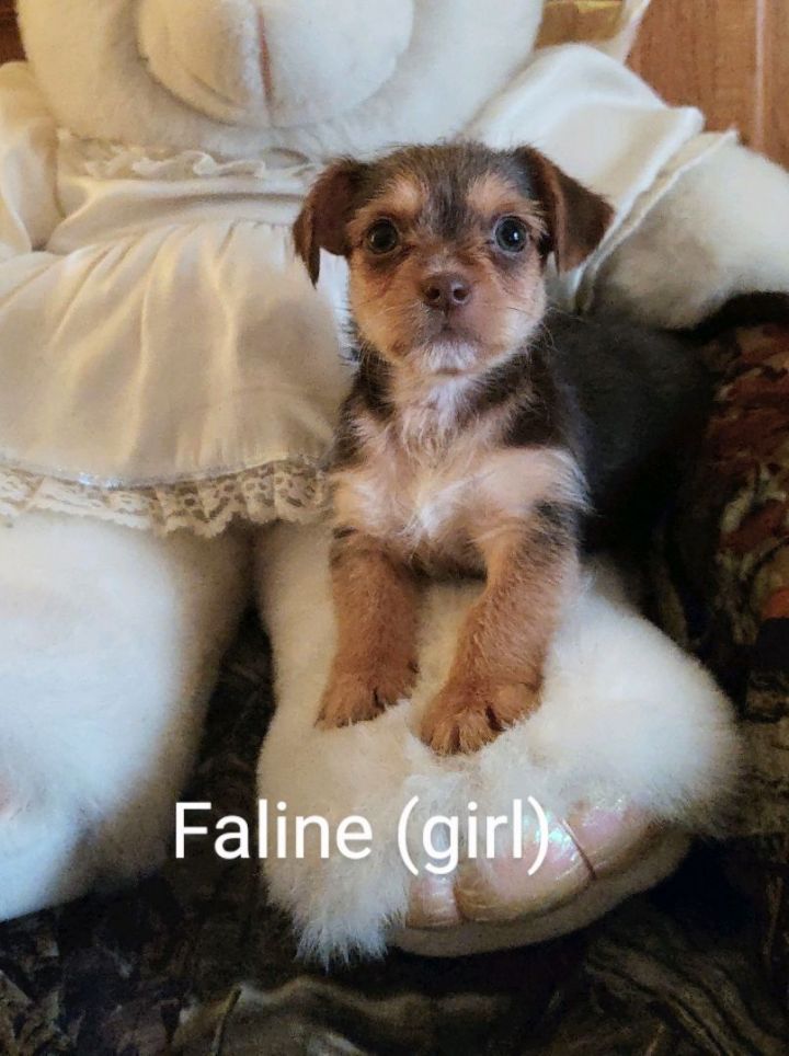 Faline, an adopted Yorkshire Terrier & Chihuahua Mix in Spring, TX_image-3
