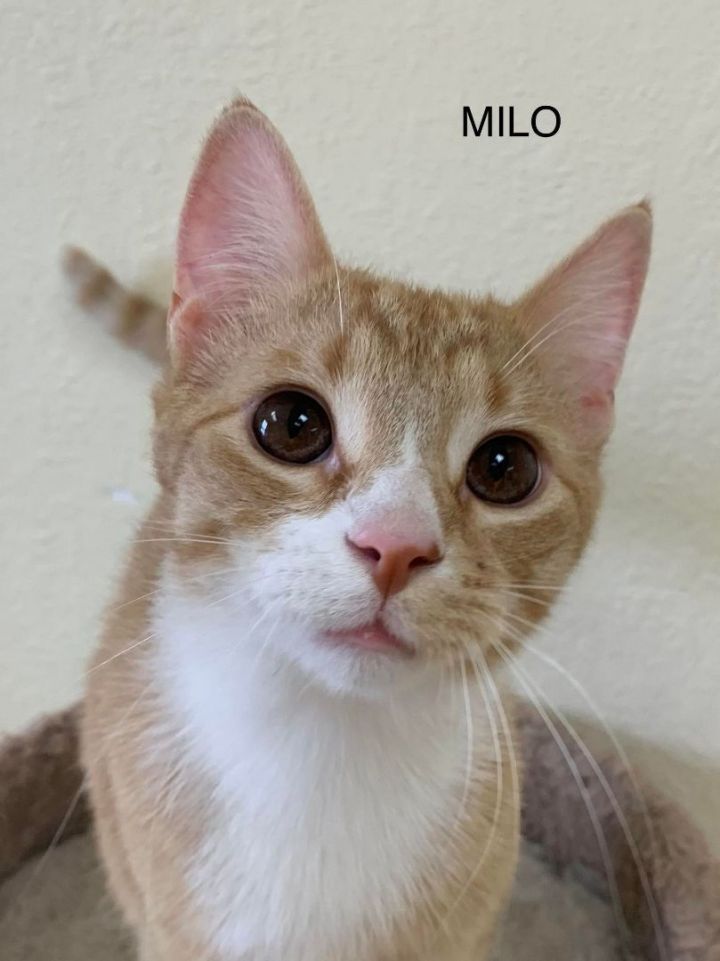 Milo, an adopted Tabby in Rushville, IL_image-1