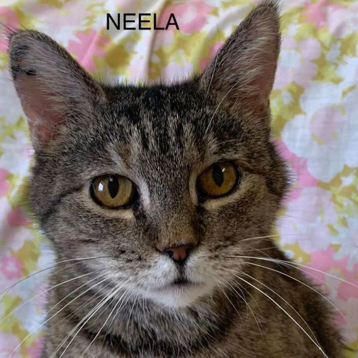 Neela, an adoptable Dilute Calico in Rushville, IL_image-1